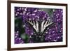 Pale Swallowtail Butterfly-DLILLC-Framed Photographic Print