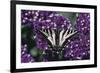 Pale Swallowtail Butterfly-DLILLC-Framed Photographic Print