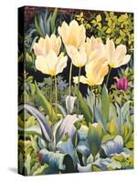 Pale Tulips-Christopher Ryland-Stretched Canvas