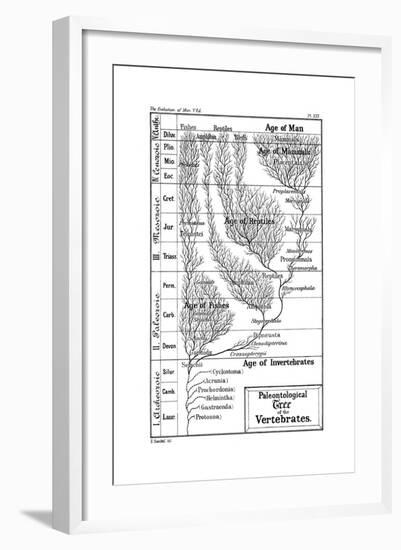 Paleontological Tree of Vertebrates, 1910-Ernst Heinrich Philipp August Haeckel-Framed Giclee Print