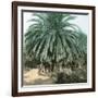 Palerme (Sicily), Garden of the Villa Tasca-Leon, Levy et Fils-Framed Premium Photographic Print