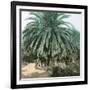 Palerme (Sicily), Garden of the Villa Tasca-Leon, Levy et Fils-Framed Premium Photographic Print