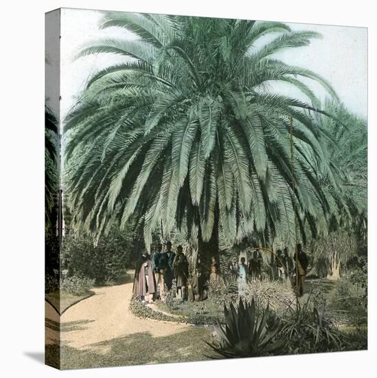 Palerme (Sicily), Garden of the Villa Tasca-Leon, Levy et Fils-Stretched Canvas