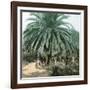 Palerme (Sicily), Garden of the Villa Tasca-Leon, Levy et Fils-Framed Premium Photographic Print