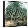 Palerme (Sicily), Garden of the Villa Tasca-Leon, Levy et Fils-Framed Stretched Canvas