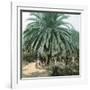 Palerme (Sicily), Garden of the Villa Tasca-Leon, Levy et Fils-Framed Photographic Print