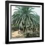 Palerme (Sicily), Garden of the Villa Tasca-Leon, Levy et Fils-Framed Photographic Print