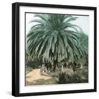 Palerme (Sicily), Garden of the Villa Tasca-Leon, Levy et Fils-Framed Photographic Print