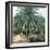 Palerme (Sicily), Garden of the Villa Tasca-Leon, Levy et Fils-Framed Photographic Print