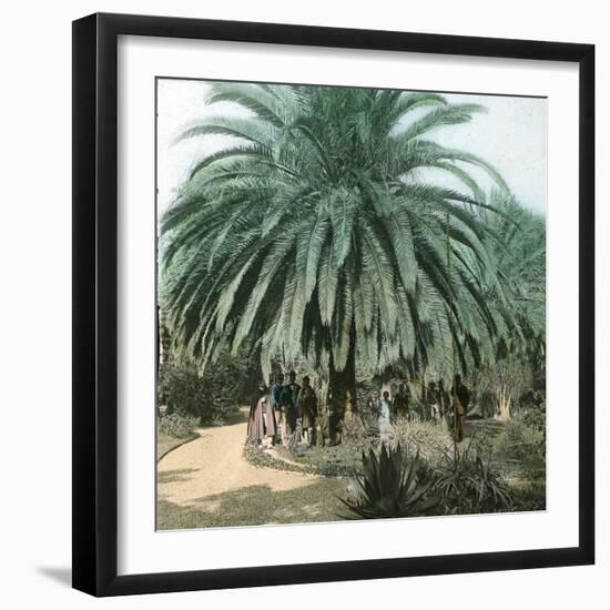 Palerme (Sicily), Garden of the Villa Tasca-Leon, Levy et Fils-Framed Photographic Print