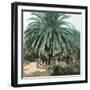 Palerme (Sicily), Garden of the Villa Tasca-Leon, Levy et Fils-Framed Photographic Print