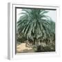 Palerme (Sicily), Garden of the Villa Tasca-Leon, Levy et Fils-Framed Photographic Print