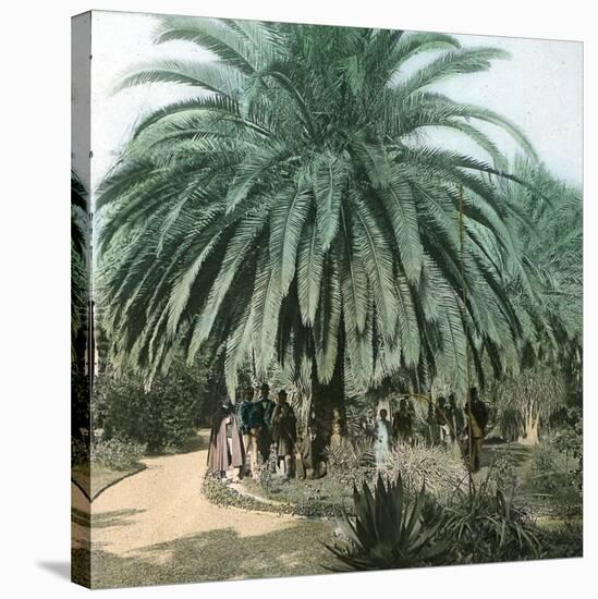 Palerme (Sicily), Garden of the Villa Tasca-Leon, Levy et Fils-Stretched Canvas