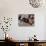 Palestinians Pray in Rubble of Mosque Destroyed in Israeli Military Offensive, Northern Gaza Strip-null-Photographic Print displayed on a wall