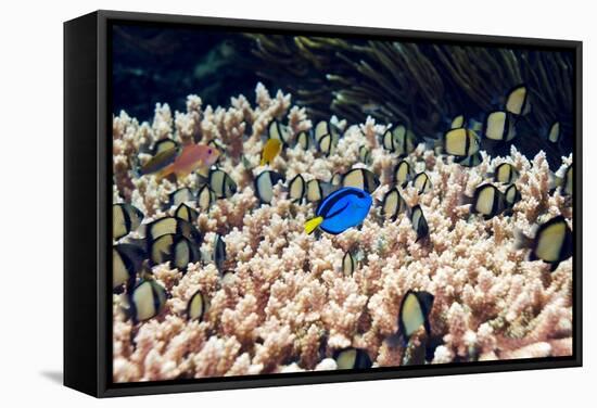 Palette Surgeonfish Over Coral-Georgette Douwma-Framed Stretched Canvas