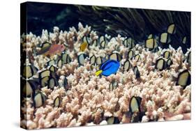 Palette Surgeonfish Over Coral-Georgette Douwma-Stretched Canvas