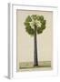 Palinyra Tree, 1800-10-null-Framed Giclee Print