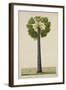 Palinyra Tree, 1800-10-null-Framed Giclee Print