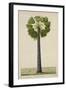 Palinyra Tree, 1800-10-null-Framed Giclee Print