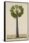 Palinyra Tree, 1800-10-null-Framed Stretched Canvas