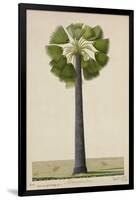 Palinyra Tree, 1800-10-null-Framed Giclee Print