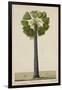 Palinyra Tree, 1800-10-null-Framed Giclee Print