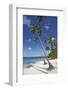 Paliton Beach, near San Juan, Siquijor, Philippines, Southeast Asia, Asia-Nigel Hicks-Framed Photographic Print