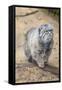 Pallas Cat-Charlie Harding-Framed Stretched Canvas
