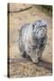 Pallas Cat-Charlie Harding-Stretched Canvas