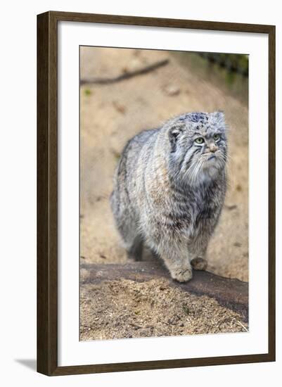 Pallas Cat-Charlie Harding-Framed Photographic Print