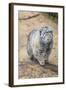 Pallas Cat-Charlie Harding-Framed Photographic Print