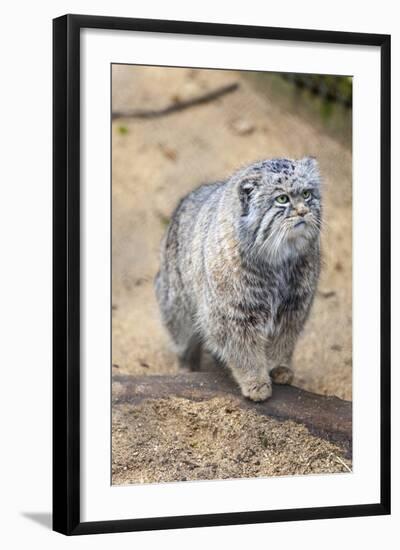 Pallas Cat-Charlie Harding-Framed Photographic Print