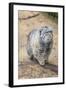 Pallas Cat-Charlie Harding-Framed Photographic Print