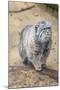 Pallas Cat-Charlie Harding-Mounted Photographic Print