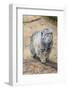 Pallas Cat-Charlie Harding-Framed Photographic Print