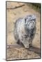 Pallas Cat-Charlie Harding-Mounted Photographic Print