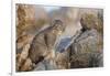 Pallas's cat kitten (Otocolobus manul) Sukhe-Batar Aimag, South Gobi Desert, Mongolia-Valeriy Maleev-Framed Photographic Print