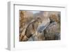 Pallas's cat kitten (Otocolobus manul) Sukhe-Batar Aimag, South Gobi Desert, Mongolia-Valeriy Maleev-Framed Photographic Print