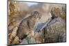 Pallas's cat kitten (Otocolobus manul) Sukhe-Batar Aimag, South Gobi Desert, Mongolia-Valeriy Maleev-Mounted Photographic Print