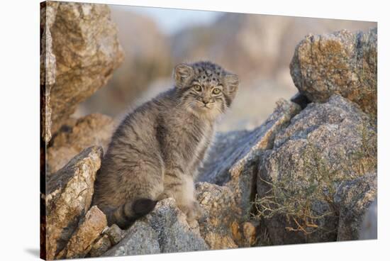 Pallas's cat kitten (Otocolobus manul) Sukhe-Batar Aimag, South Gobi Desert, Mongolia-Valeriy Maleev-Stretched Canvas