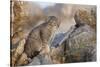 Pallas's cat kitten (Otocolobus manul) Sukhe-Batar Aimag, South Gobi Desert, Mongolia-Valeriy Maleev-Stretched Canvas