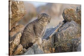 Pallas's cat kitten (Otocolobus manul) Sukhe-Batar Aimag, South Gobi Desert, Mongolia-Valeriy Maleev-Stretched Canvas