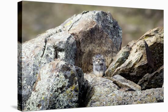 Pallas's cat kitten waiting for mother to return, Mongolia-Paul Williams-Stretched Canvas