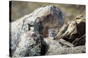 Pallas's cat kitten waiting for mother to return, Mongolia-Paul Williams-Stretched Canvas