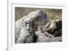 Pallas's cat kitten waiting for mother to return, Mongolia-Paul Williams-Framed Photographic Print