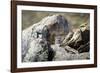 Pallas's cat kitten waiting for mother to return, Mongolia-Paul Williams-Framed Photographic Print