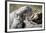 Pallas's cat kitten waiting for mother to return, Mongolia-Paul Williams-Framed Photographic Print