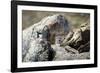 Pallas's cat kitten waiting for mother to return, Mongolia-Paul Williams-Framed Photographic Print