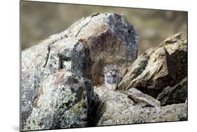 Pallas's cat kitten waiting for mother to return, Mongolia-Paul Williams-Mounted Photographic Print