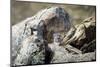 Pallas's cat kitten waiting for mother to return, Mongolia-Paul Williams-Mounted Photographic Print